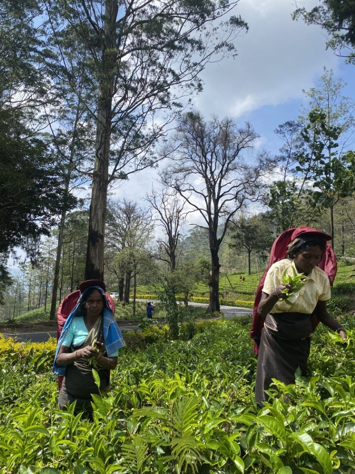 Nuwara Eliya Tea Tour
