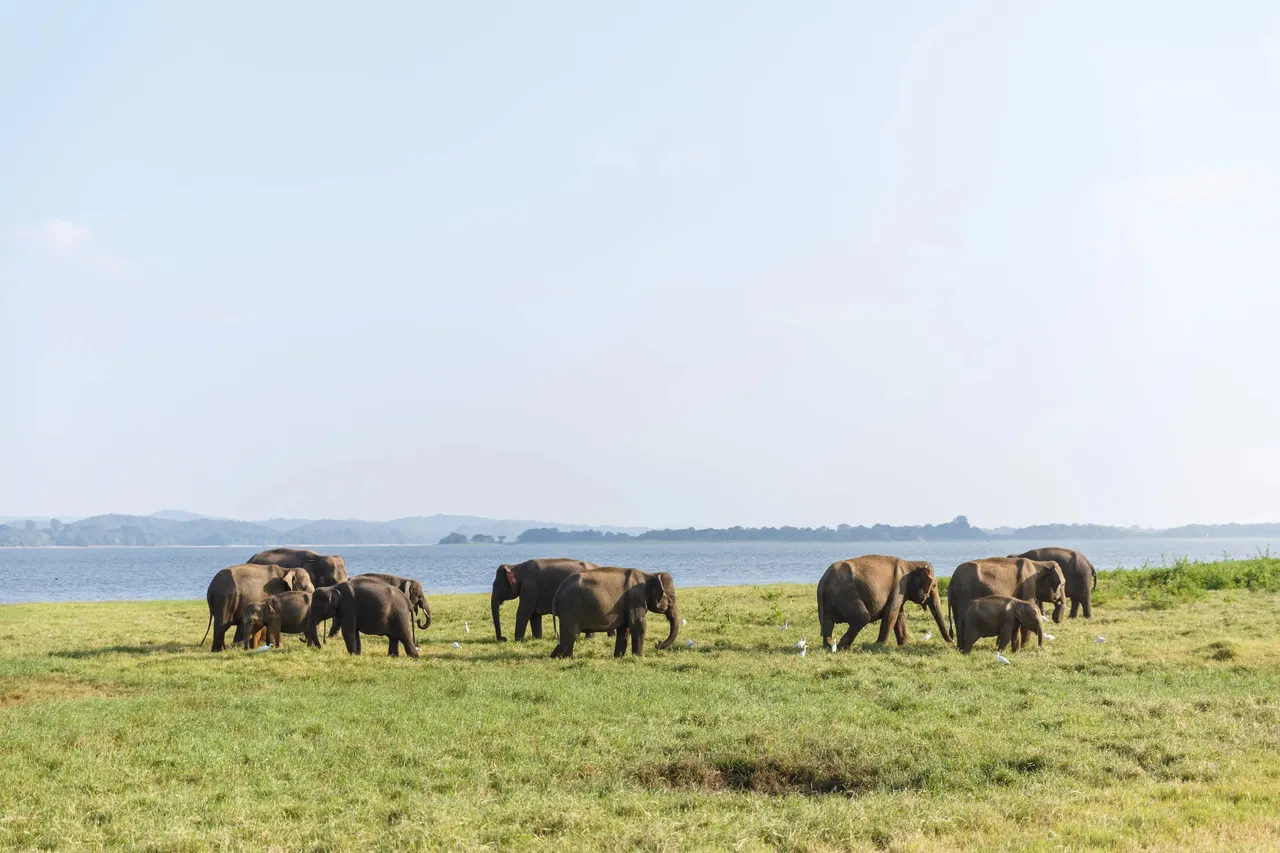Elephants