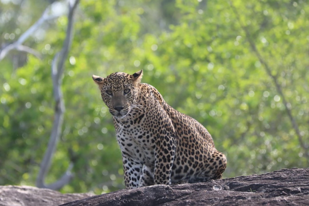 Yala Safari- Leopards