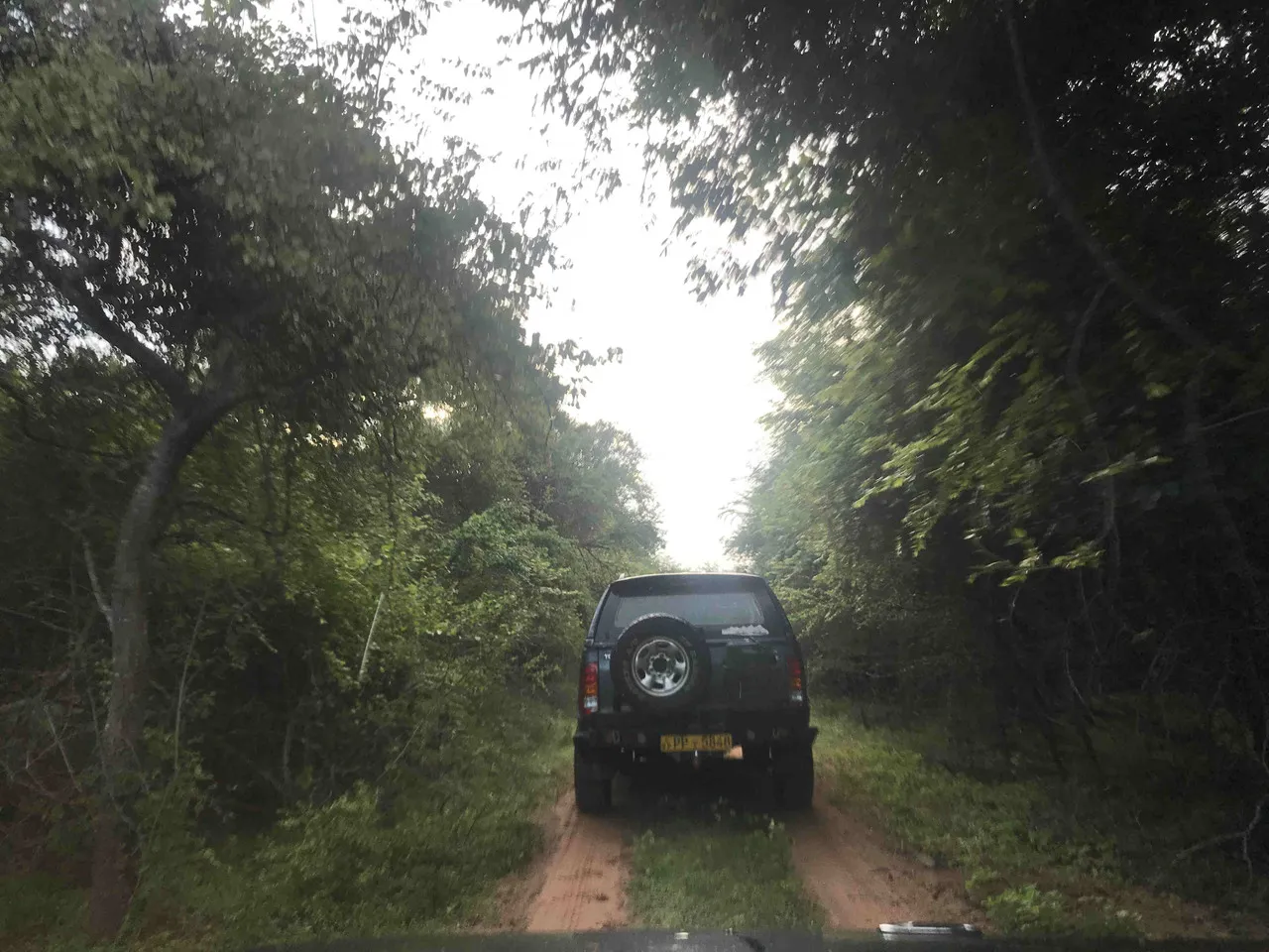 In to the wild