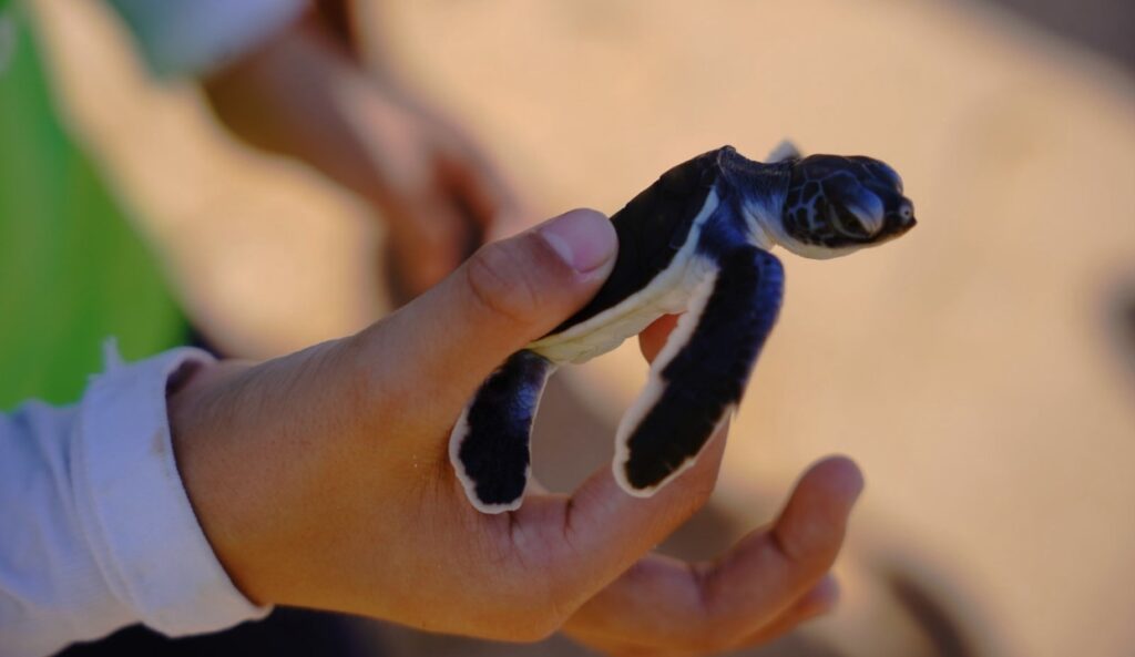 Turtle Watching Sri Lanka