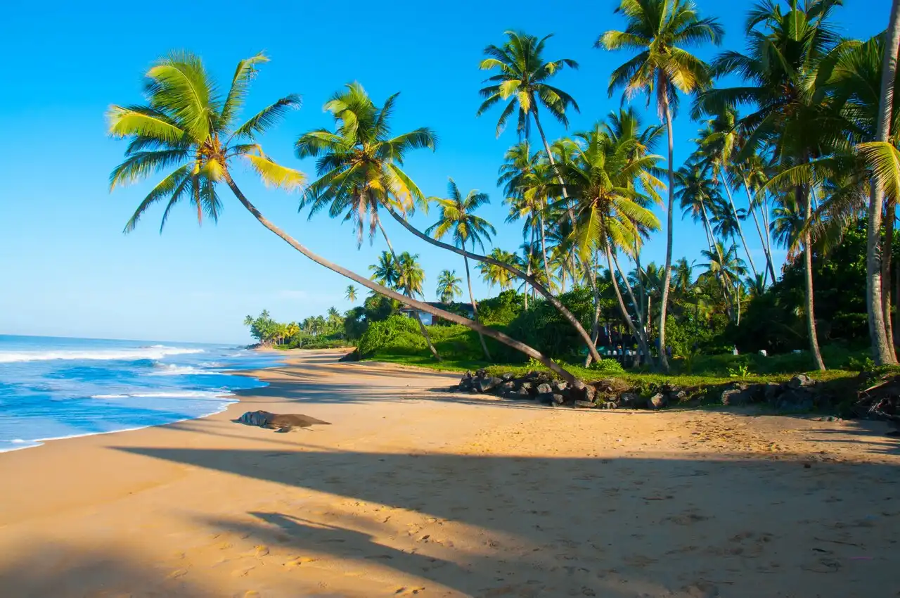 Sunny Beaches