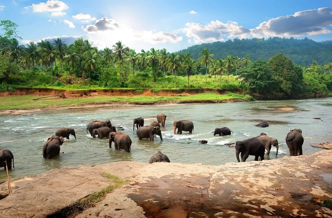 Pinnawala Elephant Orphanage
