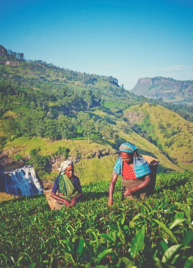 Sri Lanka Tea Plantation Tour