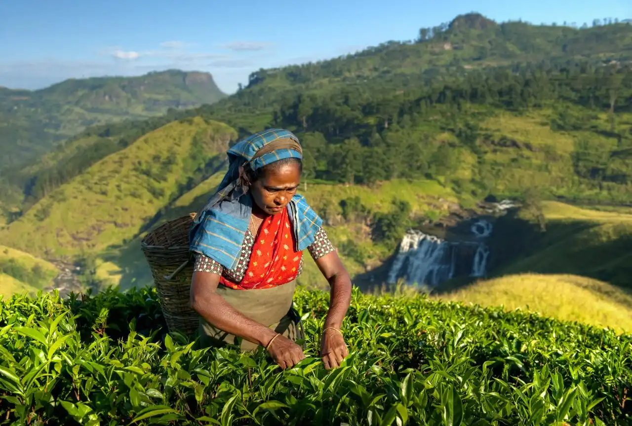 Tea Plucking