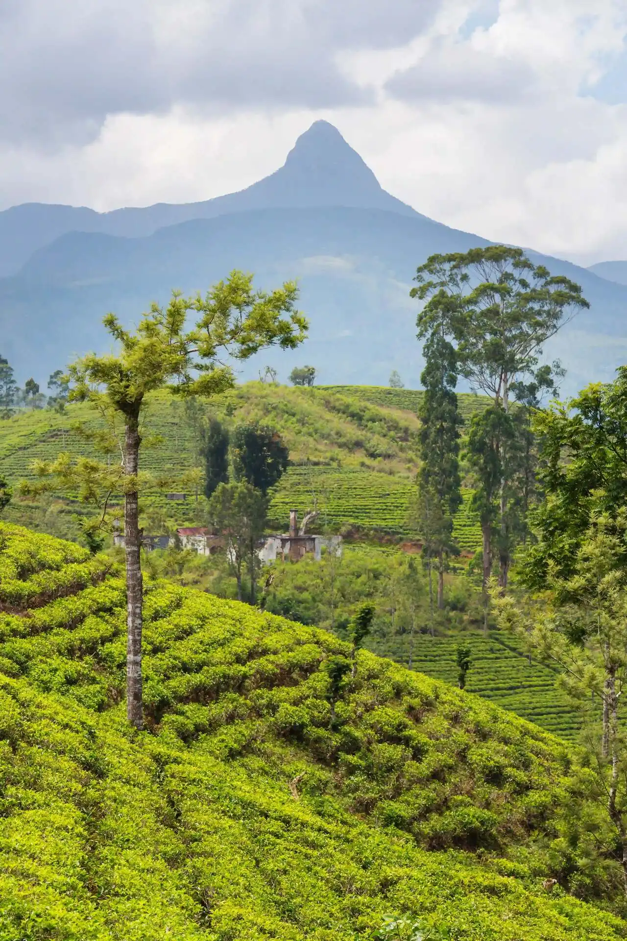 Tea Fields