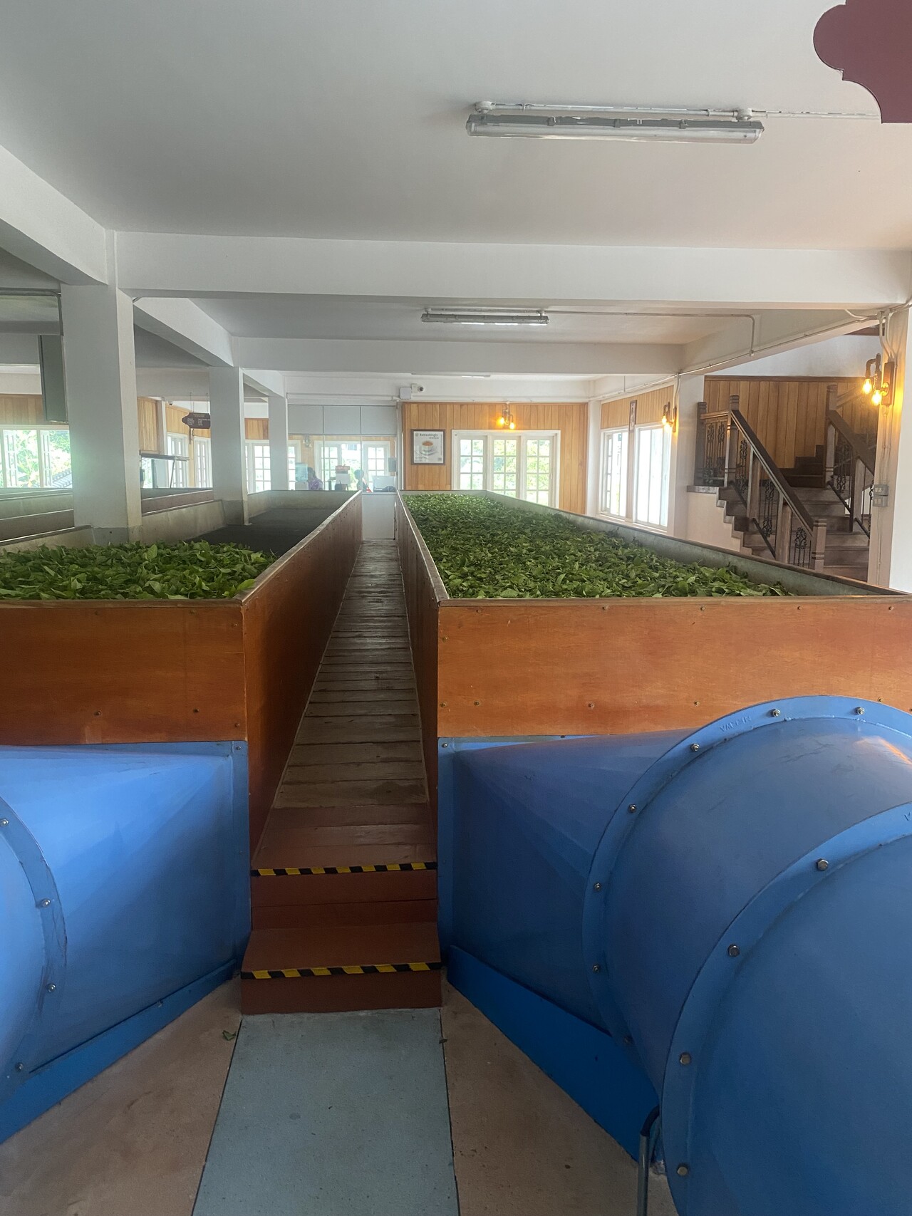 Tea Factory