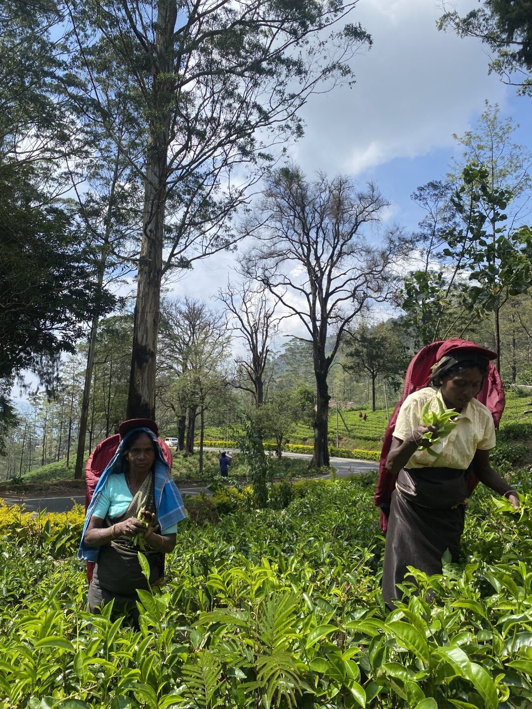 Ceylon Tea