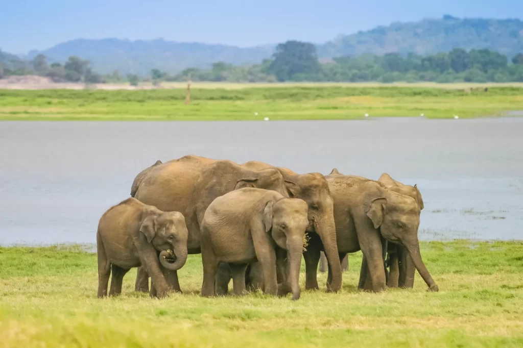 Sri Lanka Safari