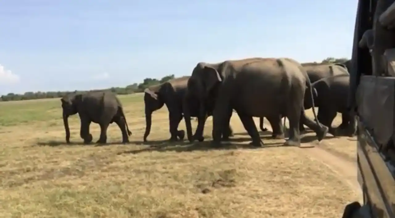 Elephants Safari