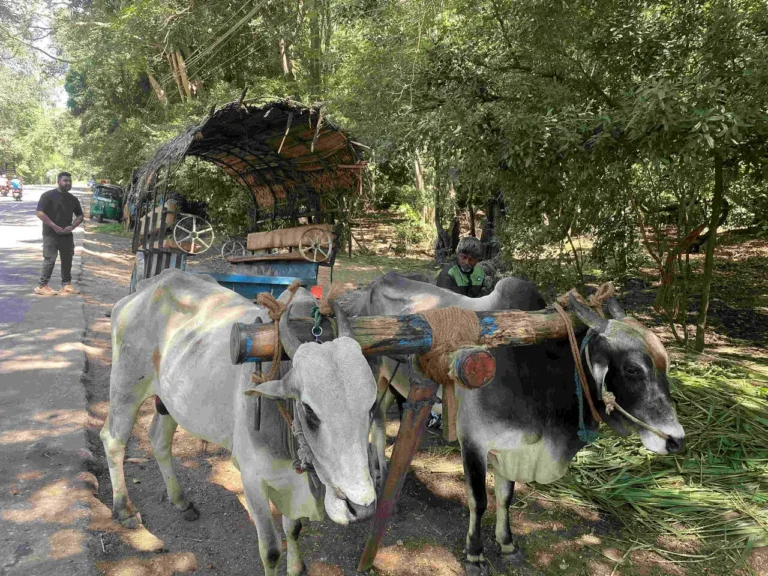 Village Tour