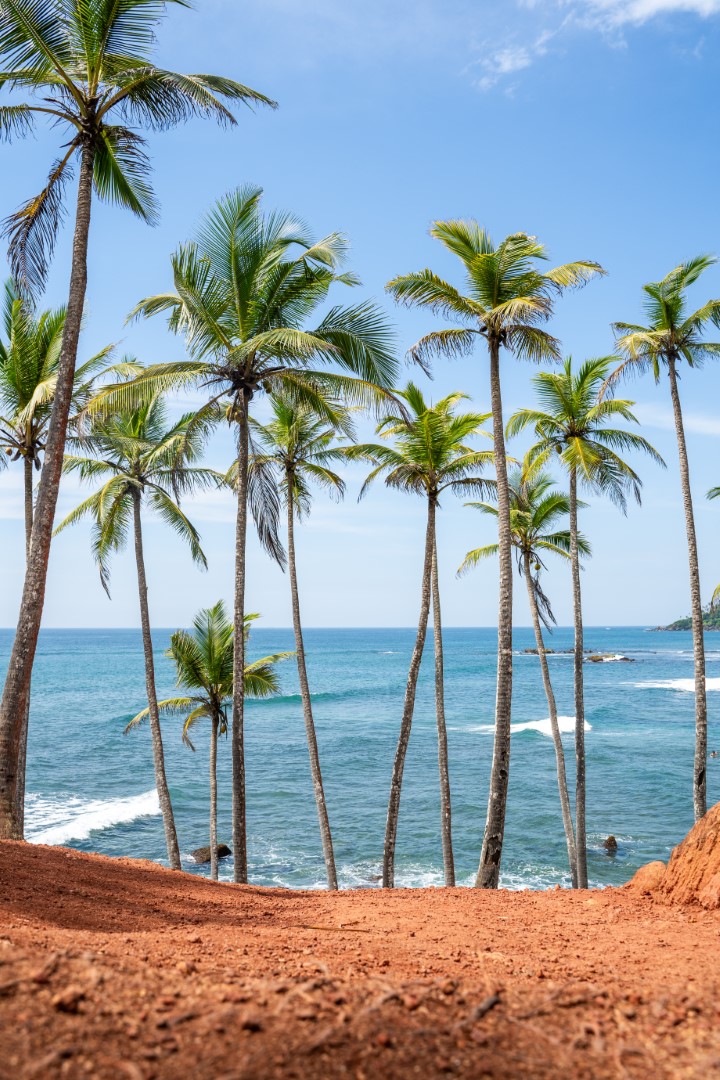 Coconut Tree Hill