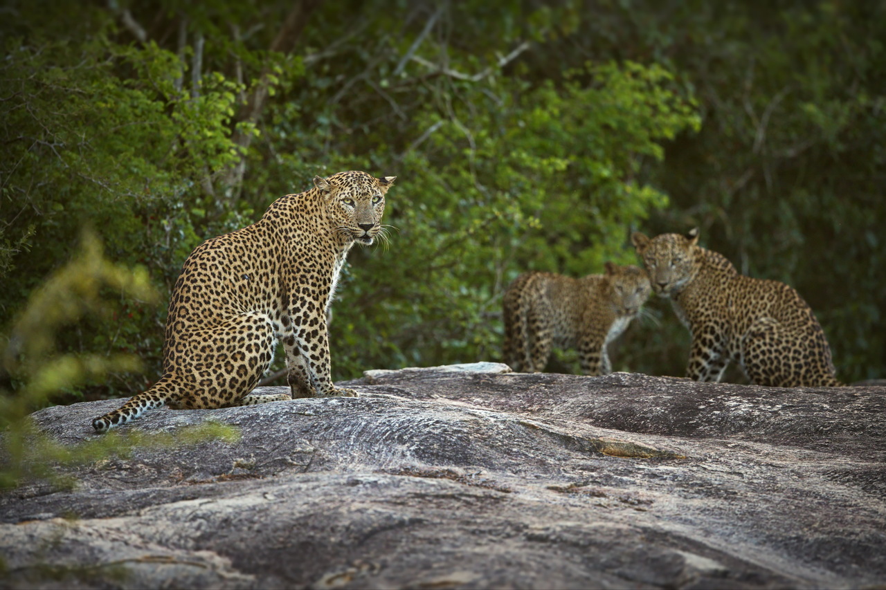 Leopards Yala Safari