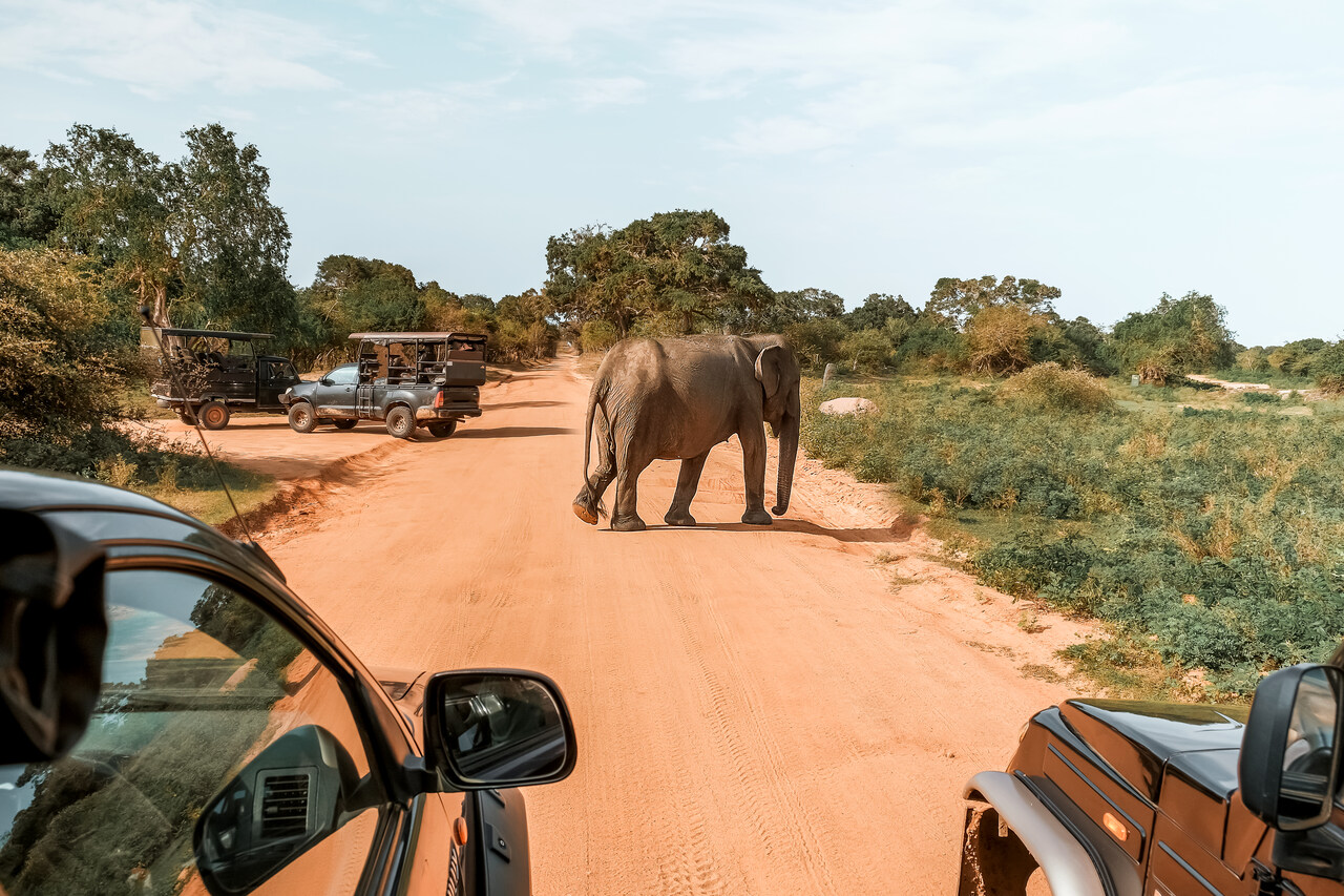 Elephants